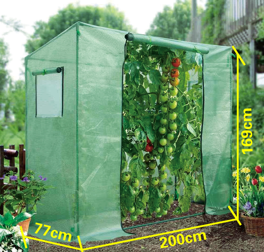 Walk-in tomato greenhouse
